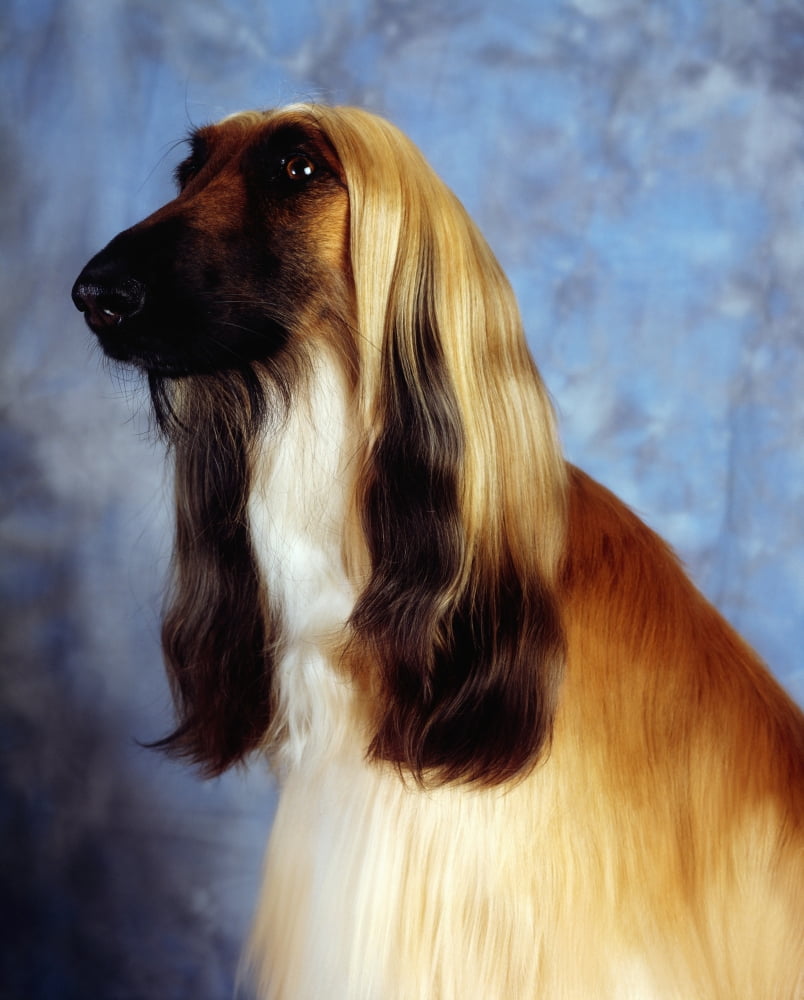 Afghan Hound Canvas Art - The Irish Image Collection Design Pics (26 x 34)