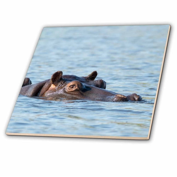 3dRose, Africa, Botswana, Chobe NP. Hippopotamus head, 4 Inch Ceramic Tile