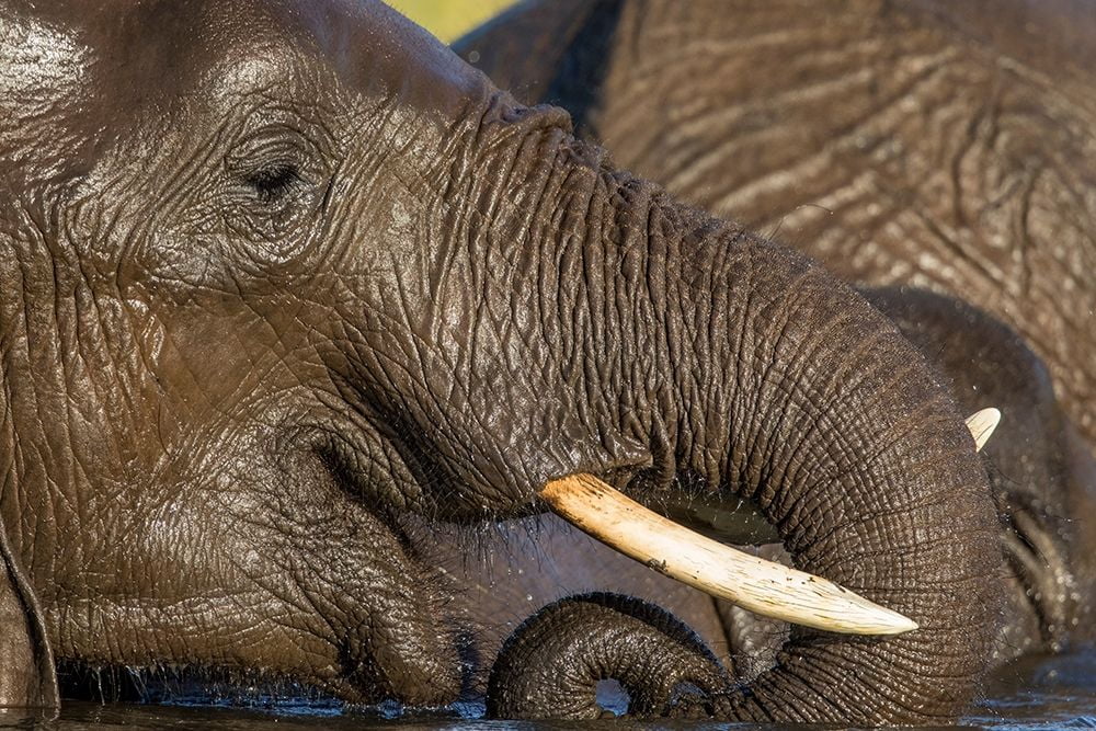 AfricaBotswanaChobe National ParkCloseup portrait of Elephant