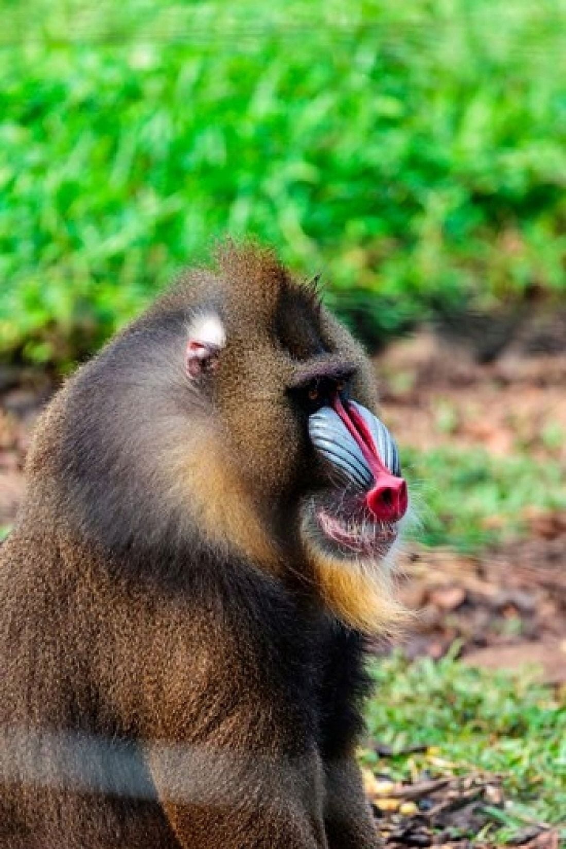 Africa Cameroon Limbe Mandrill at Limbe Wildlife Center Canvas Art - Alida Latham DanitaDelimont (11 x 16)