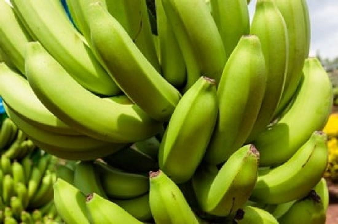 Africa Cameroon Tiko Bunches of bananas at banana plantation Canvas Art - Alida Latham DanitaDelimont (19 x 12)