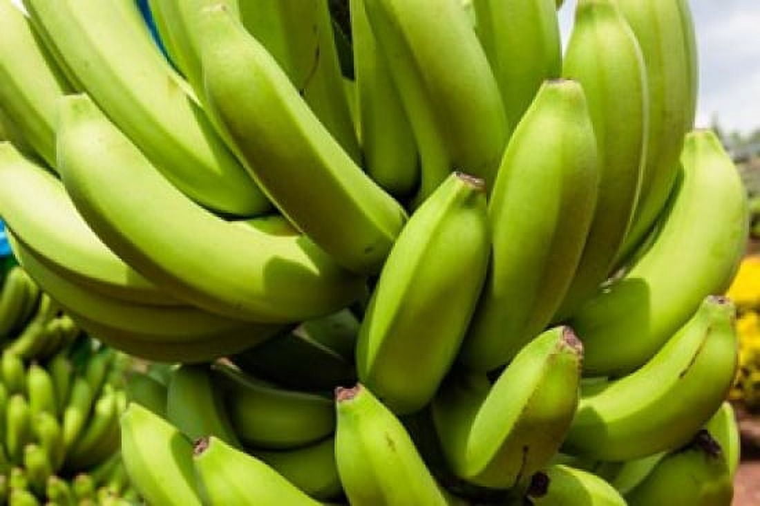Africa Cameroon Tiko Bunches of bananas at banana plantation Canvas Art - Alida Latham DanitaDelimont (38 x 25)