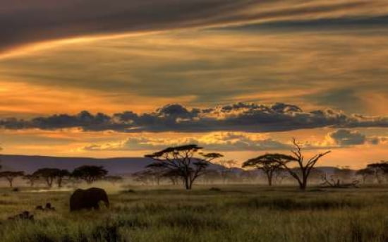 Africa Canvas Art - Amnon Eichelberg (12 x 18)