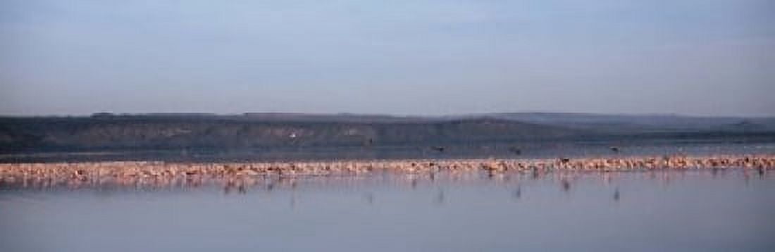 Africa Kenya Lake Nakuru National Park Lake Nakuru Flamingo birds in the lake Canvas Art - Panoramic Images (18 x 6)