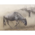 thumbnail image 1 of Africa  Kenya  Maasai Mara National Reserve. Dusty wildebeest migration. Poster Print by Jaynes Gallery, 1 of 1