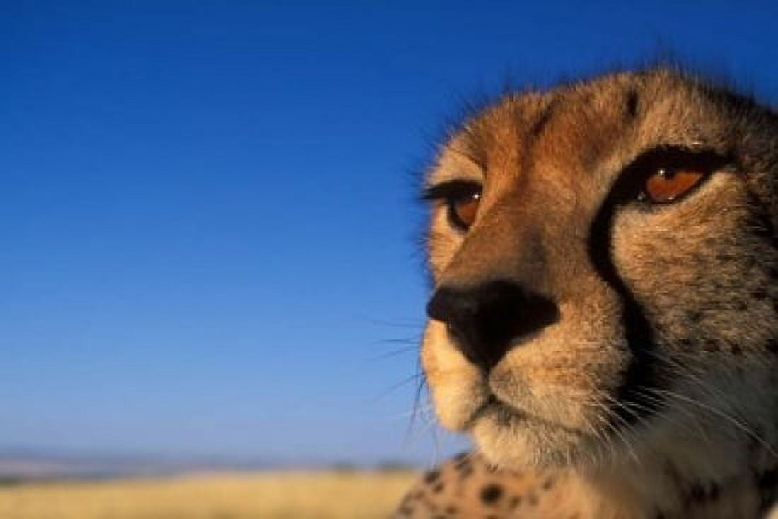 Africa Kenya Masai Mara Cheetah on savanna Canvas Art - Paul Souders DanitaDelimont (36 x 24)
