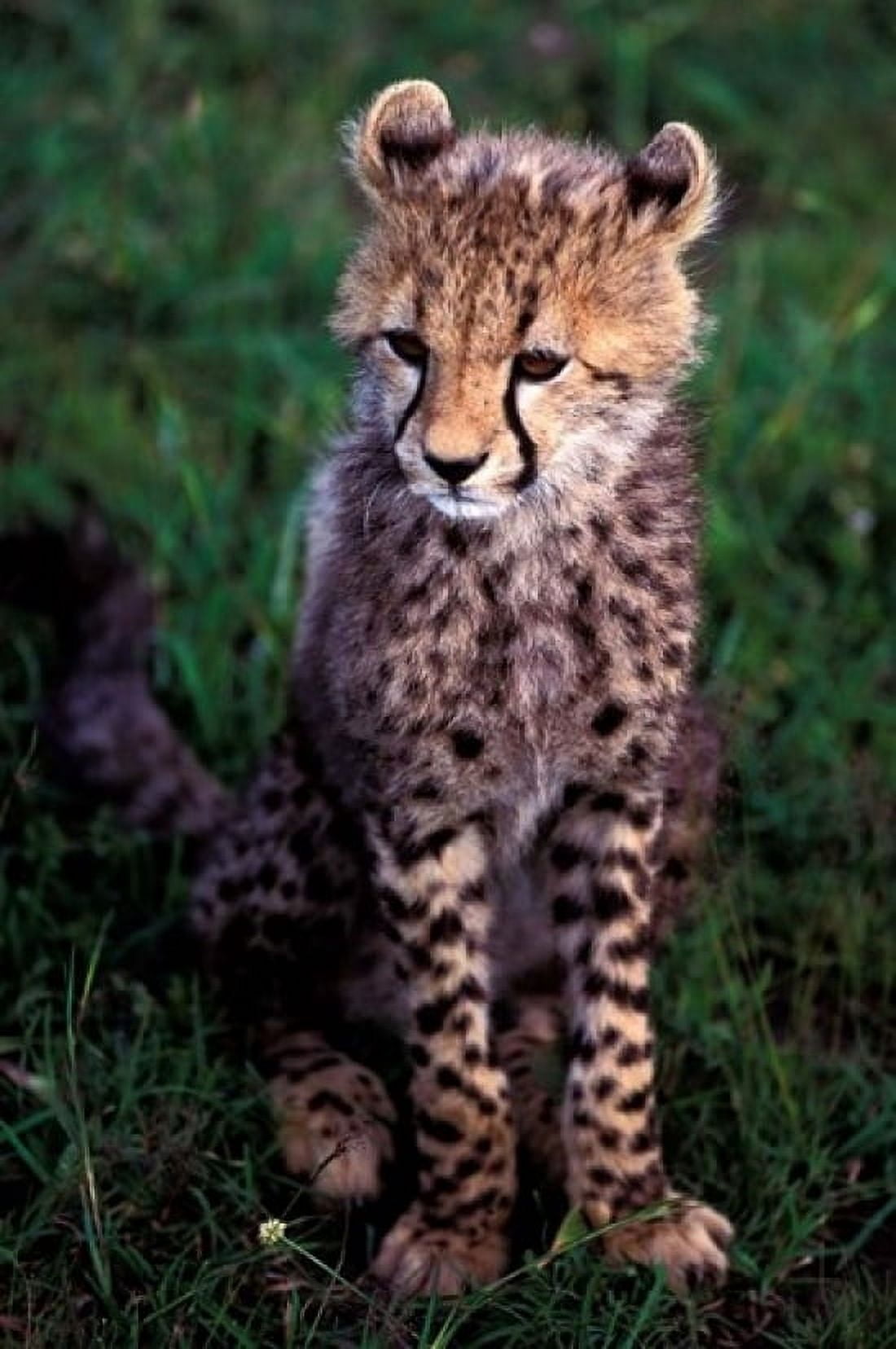 Africa Kenya Masai Mara Game Reserve Cheetah Cub Canvas Art - Gavriel Jecan DanitaDelimont (12 x 17)
