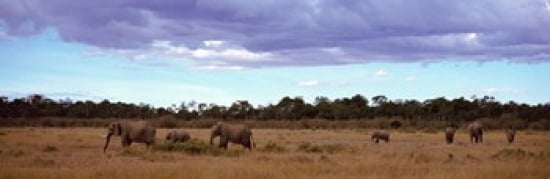 Africa Kenya Masai Mara National Reserve Elephants in national park Canvas Art - Panoramic Images (36 x 12)