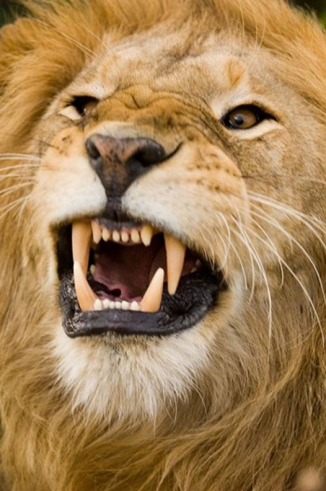 Africa Kenya Masai Mara male lion bearing teeth Canvas Art - Daniel Schreiber DanitaDelimont (11 x 17)