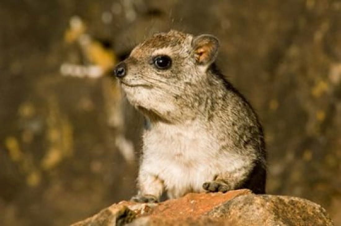 Africa Kenya Samburuland Hyrax wildlife Canvas Art - Daniel Schreiber DanitaDelimont (17 x 11)