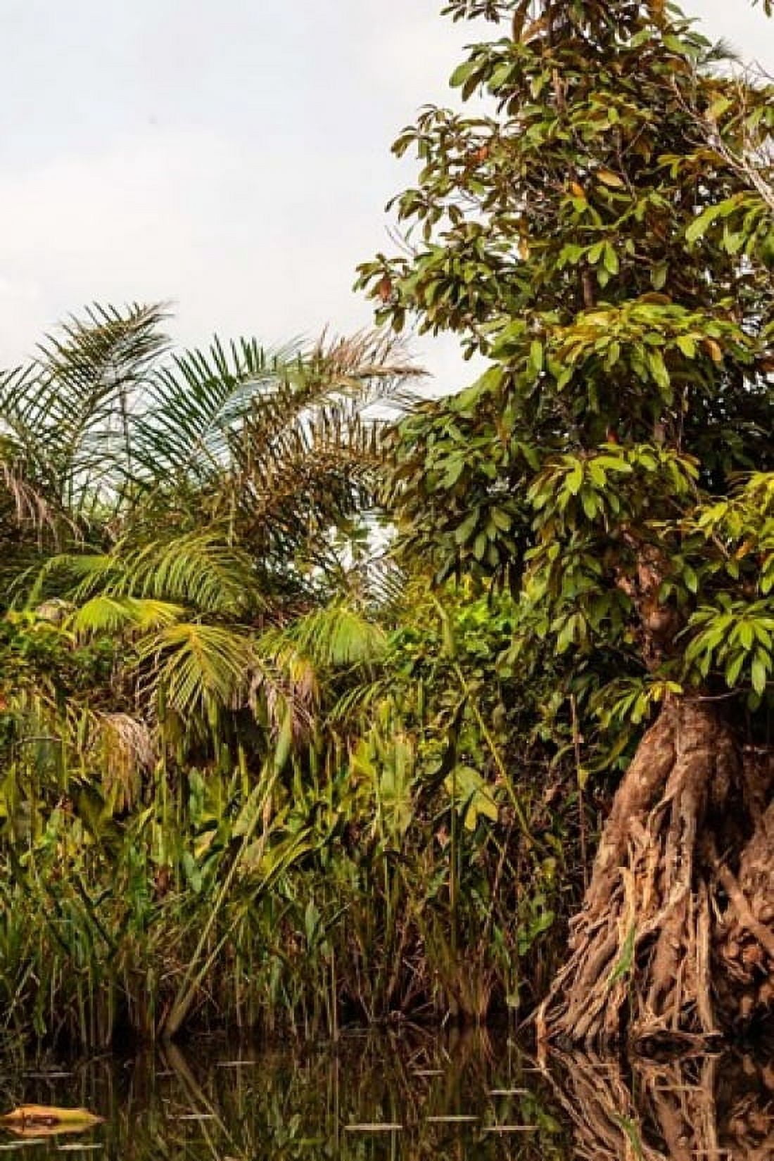 Africa Liberia Monrovia Plantlife along the Du River Canvas Art - Alida Latham DanitaDelimont (24 x 36)