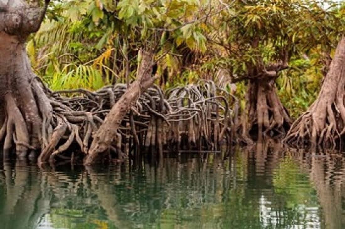 Africa Liberia Monrovia View of mangroves on the Du River Canvas Art - Alida Latham DanitaDelimont (35 x 23)