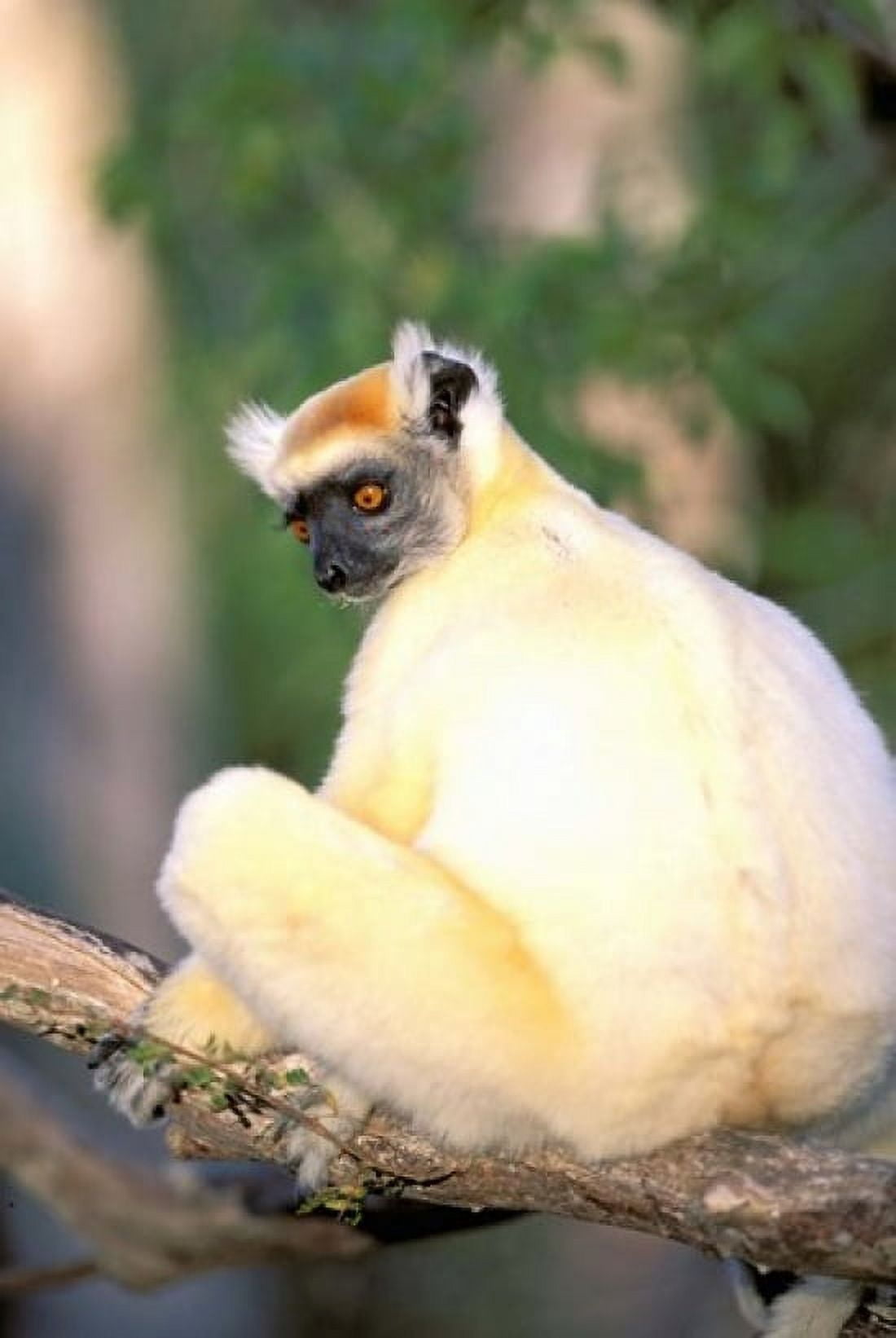 Africa Madagascar Daraina Golden-crowned Sifaka Canvas Art - Pete Oxford DanitaDelimont (24 x 35)