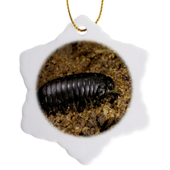 3drose, Africa, Madagascar. Pill Millipede Insect-af24 Pox0031 - Pete Oxford, 3 inch Snowflake Porcelain Ornament