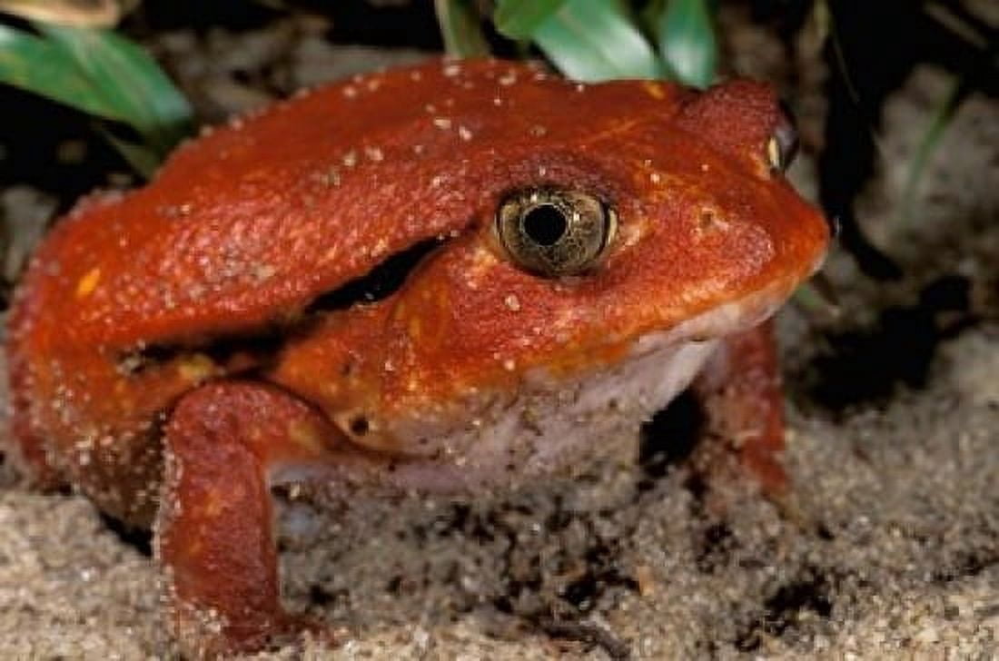 Africa Madagascar Tomato frog (Dyscophus antongili) Canvas Art - Pete Oxford DanitaDelimont (24 x 15)