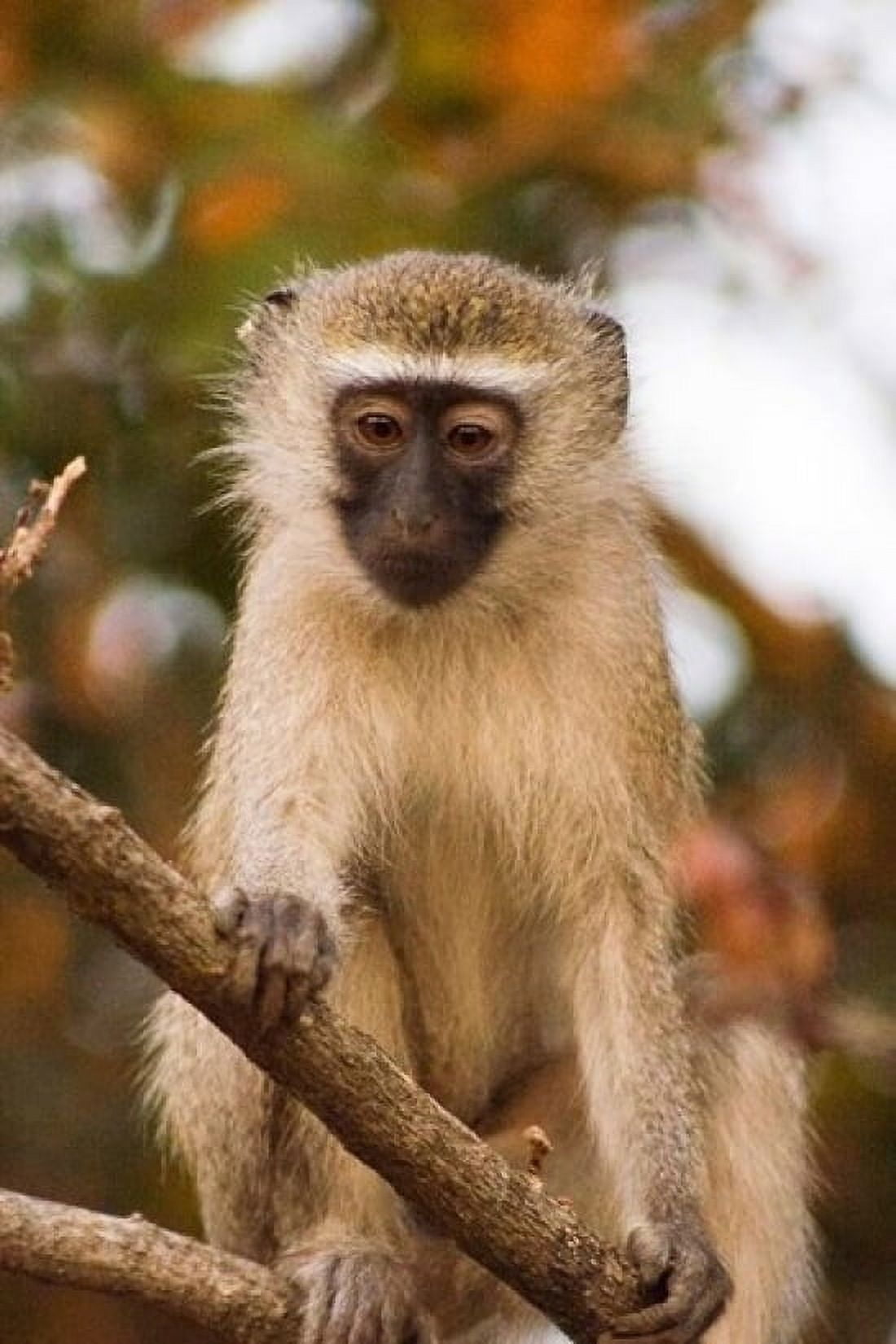 Africa Malawi Lengwe National Park Vervet monkey Canvas Art - Roy Schwarz DanitaDelimont (11 x 17)