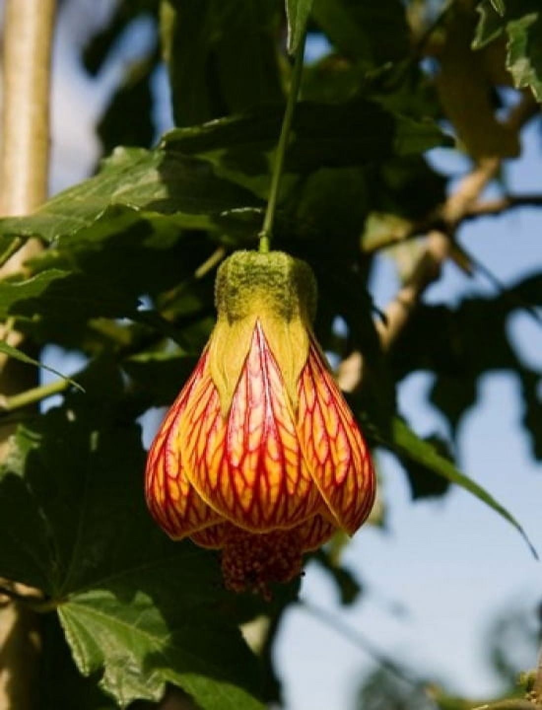 Africa Malawi Zomba Flower at Zomba Mountain Lodge Canvas Art - Roy Schwarz DanitaDelimont (13 x 17)