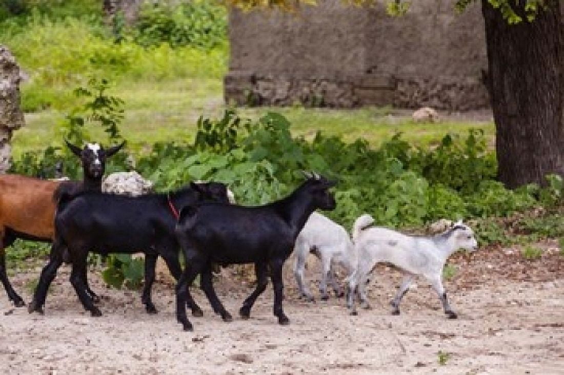 Africa Mozambique Ibo Island Quirimbas NP Goats running down path Canvas Art - Alida Latham DanitaDelimont (19 x 12)