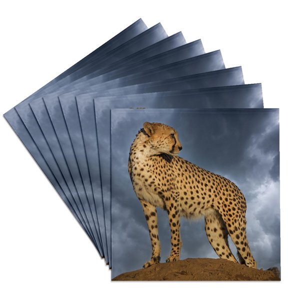 3drose, Africa, Namibia. Close up of Cheetah on Mound at Sunset., Set of 8 Ceramic Tile Coasters