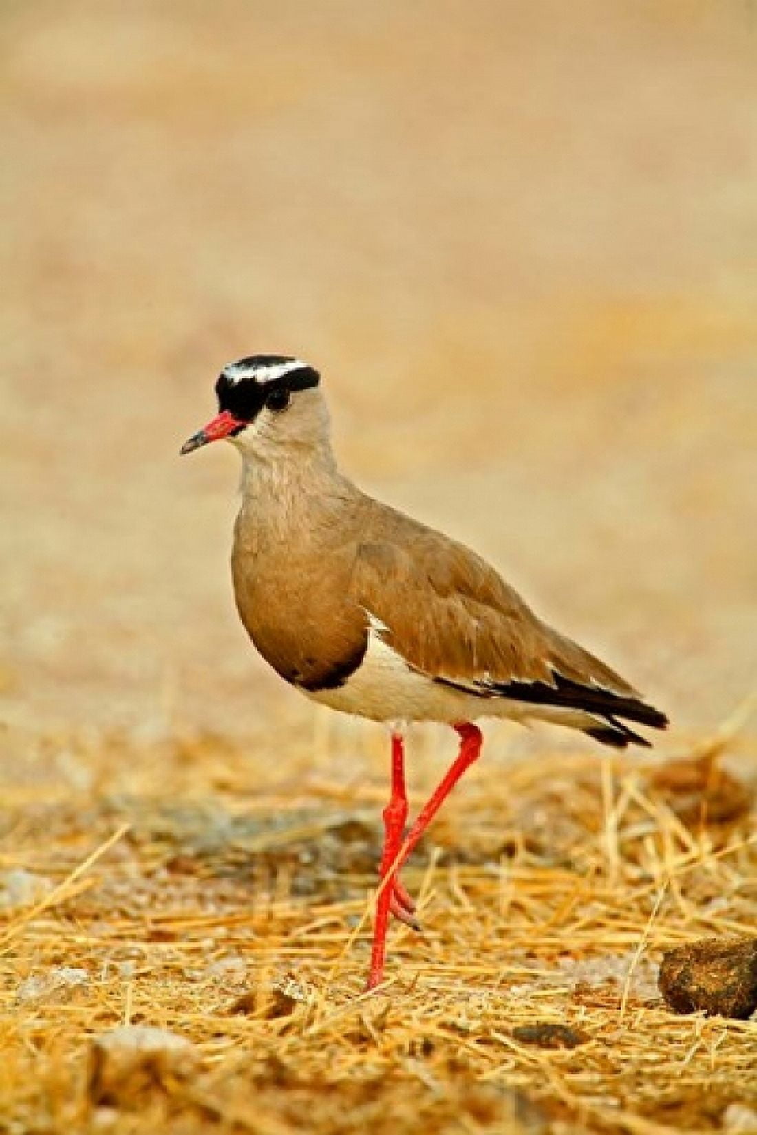 Africa Namibia Crowned Plover or Lapwing Canvas Art - David Slater DanitaDelimont (11 x 17)