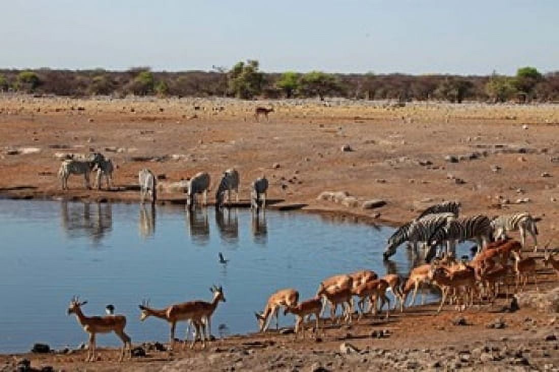 Africa Namibia Etosha Black Faced Impala in Etosha NP Canvas Art - Kymri Wilt DanitaDelimont (19 x 12)
