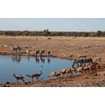 thumbnail image 1 of Africa, Namibia, Etosha. Black Faced Impala in Etosha NP. Poster Print by Kymri Wilt (38 x 25), 1 of 1