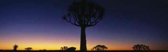 Africa Namibia Kokerboom Preserve Quiver Tree Canvas Art - Panoramic Images (36 x 12)