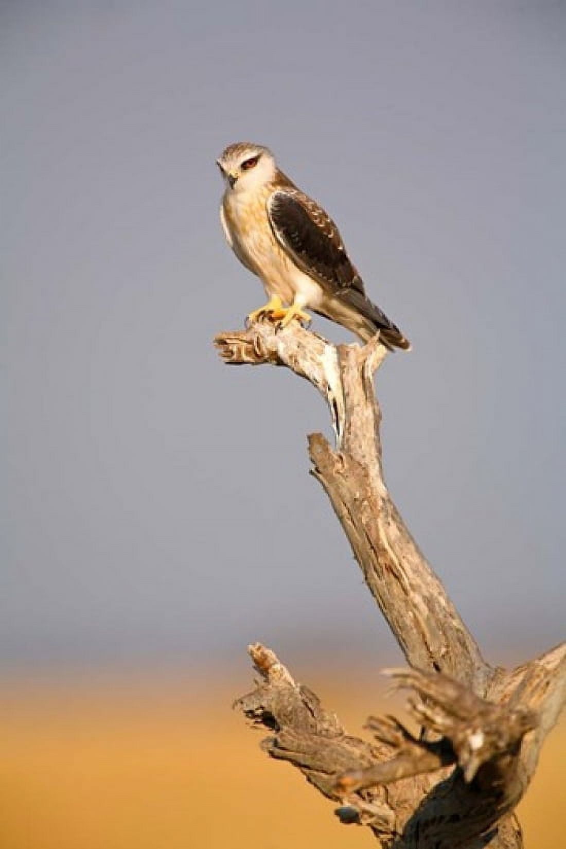 Africa Naminia Etosha NP Black Winged Kite bird Canvas Art - David Slater DanitaDelimont (11 x 17)