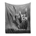 thumbnail image 1 of Africa Soft Flannel Fleece Throw Blanket, Zebra Rolling in the Dust Savage Animal Mammal Activity Eco Photo, Cozy Plush for Indoor and Outdoor Use, 50" x 60", Black and White, by Ambesonne, 1 of 5