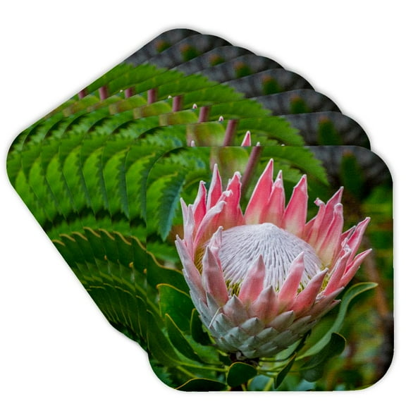 3drose, Africa, South Africa, Cape Town. King Protea Flower Close-up., Set of 8 Coasters - Soft