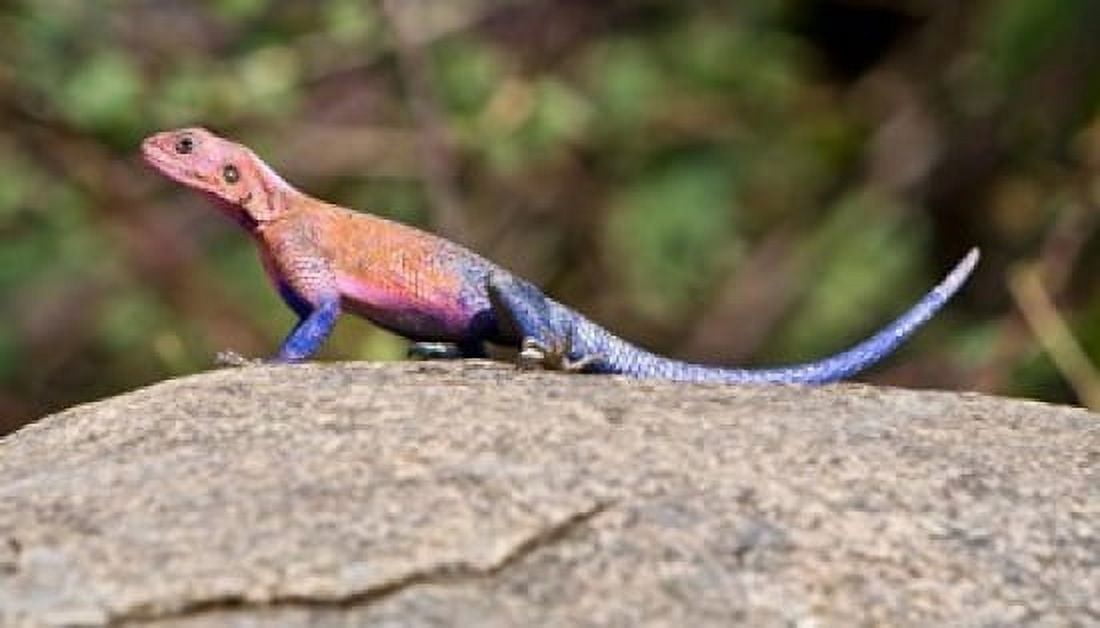 Africa Tanzania Agama Lizard at Serengeti NP Canvas Art - Ralph H Bendjebar DanitaDelimont (37 x 21)
