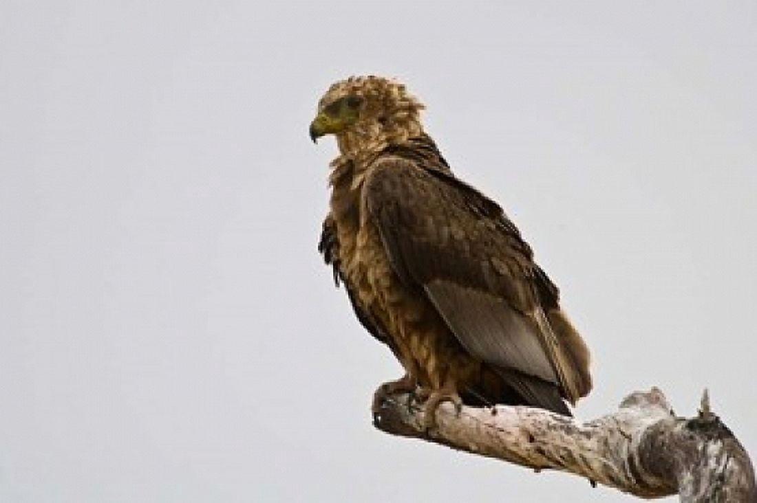 Africa Tanzania Bateleur Eagle at Tarangire NP Canvas Art - Ralph H Bendjebar DanitaDelimont (17 x 11)
