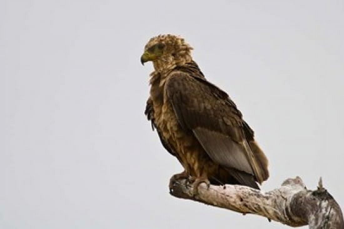 Africa Tanzania Bateleur Eagle at Tarangire NP Canvas Art - Ralph H Bendjebar DanitaDelimont (34 x 23)