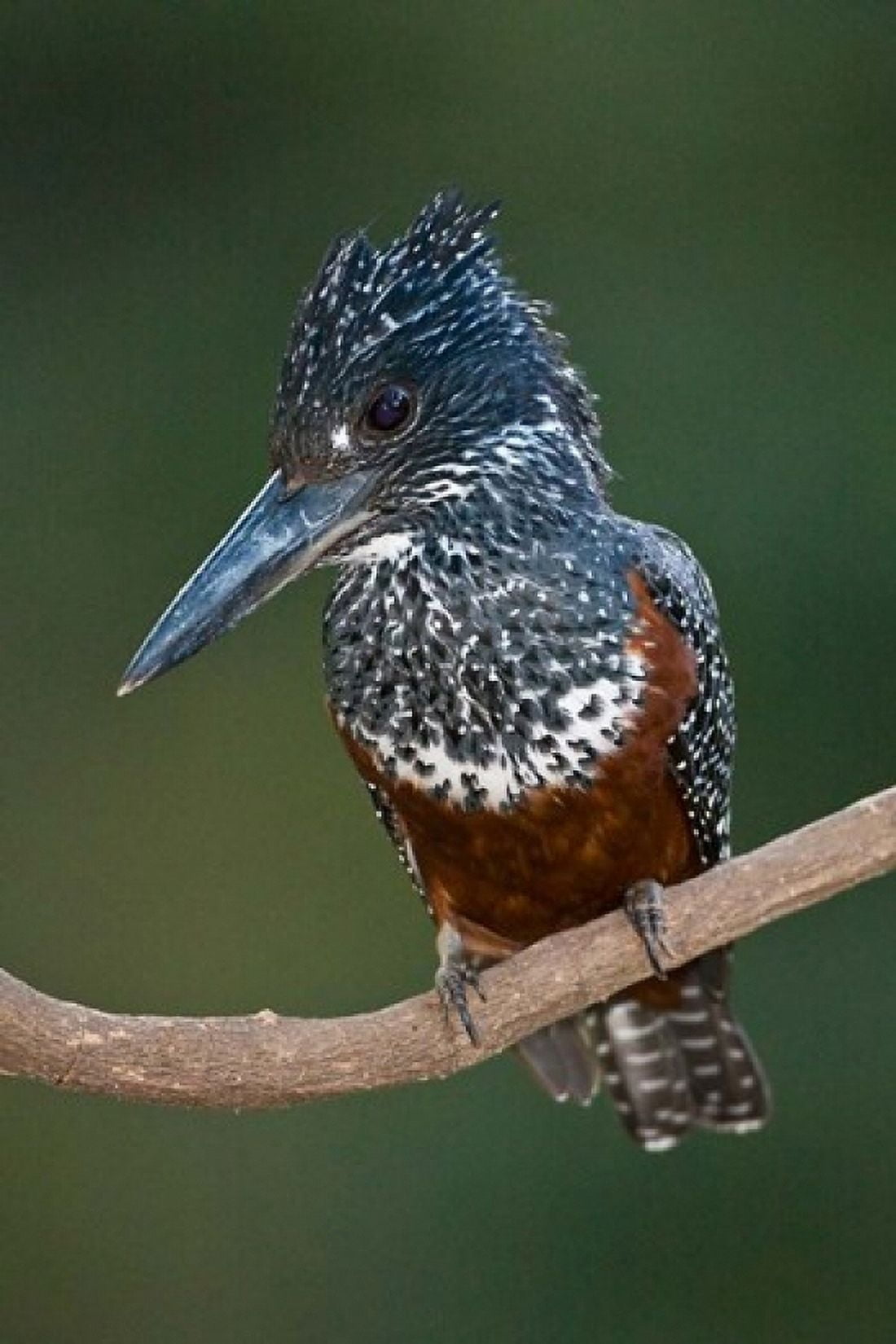 Africa Tanzania Giant Kingfisher in Manyara NP Canvas Art - Ralph H Bendjebar DanitaDelimont (11 x 17)