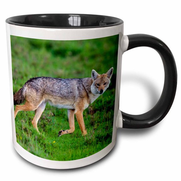 3drose, Africa. Tanzania. Golden Jackal, Canis Aureus, Serengeti Np., 15oz Two-tone Black Mug