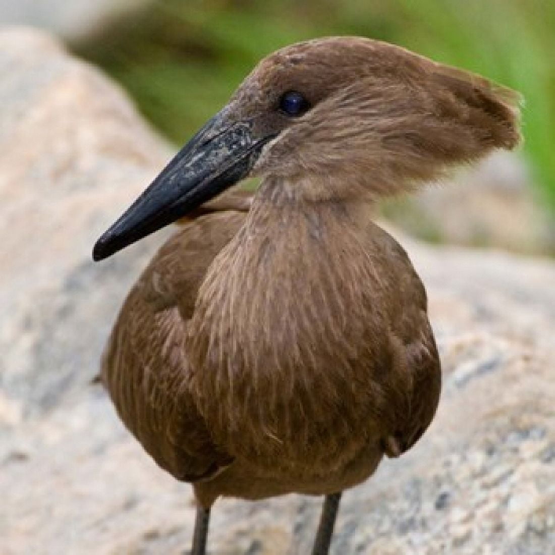 Africa Tanzania Hamerkop at Tarangire NP Canvas Art - Ralph H Bendjebar DanitaDelimont (34 x 34)