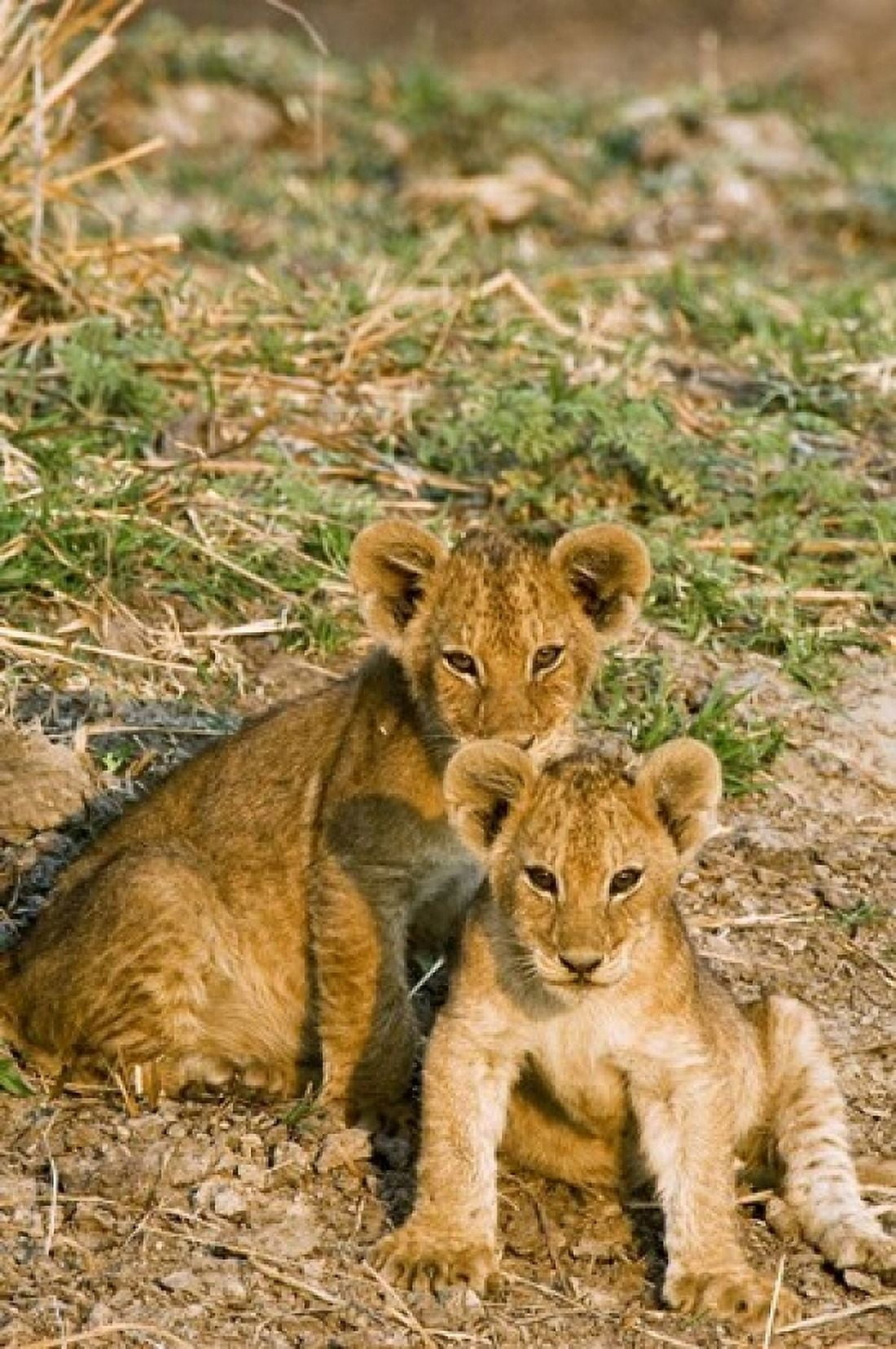 Africa Tanzania Katavi lion cubs playing Canvas Art - Daniel Schreiber DanitaDelimont (11 x 17)