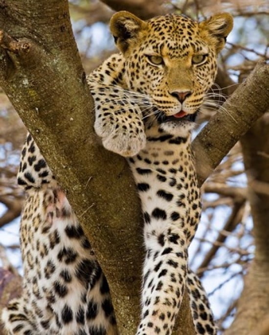 Africa Tanzania Leopard in tree at Serengeti NP Canvas Art - Ralph H Bendjebar DanitaDelimont (14 x 17)