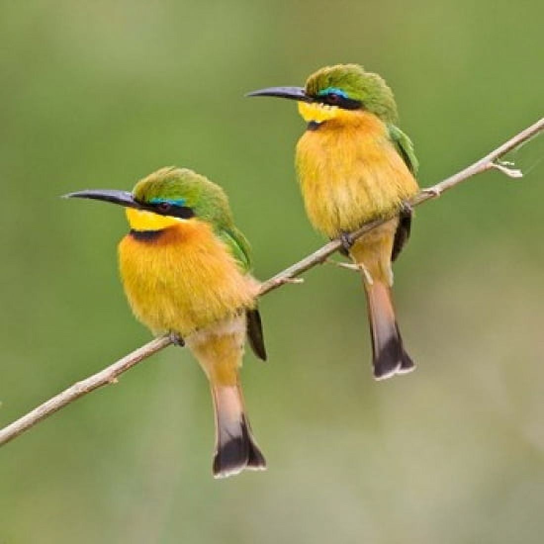 Africa Tanzania Little Bee Eaters at Manyara NP Canvas Art - Ralph H Bendjebar DanitaDelimont (34 x 34)