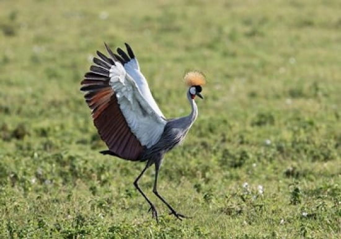 Africa Tanzania Ngorongoro Crater Grey Crowned Crane dancing Canvas Art - Charles Sleicher DanitaDelimont (24 x 18)