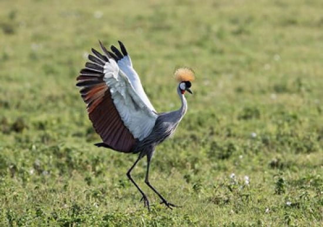 Africa Tanzania Ngorongoro Crater Grey Crowned Crane dancing Canvas Art - Charles Sleicher DanitaDelimont (35 x 25)