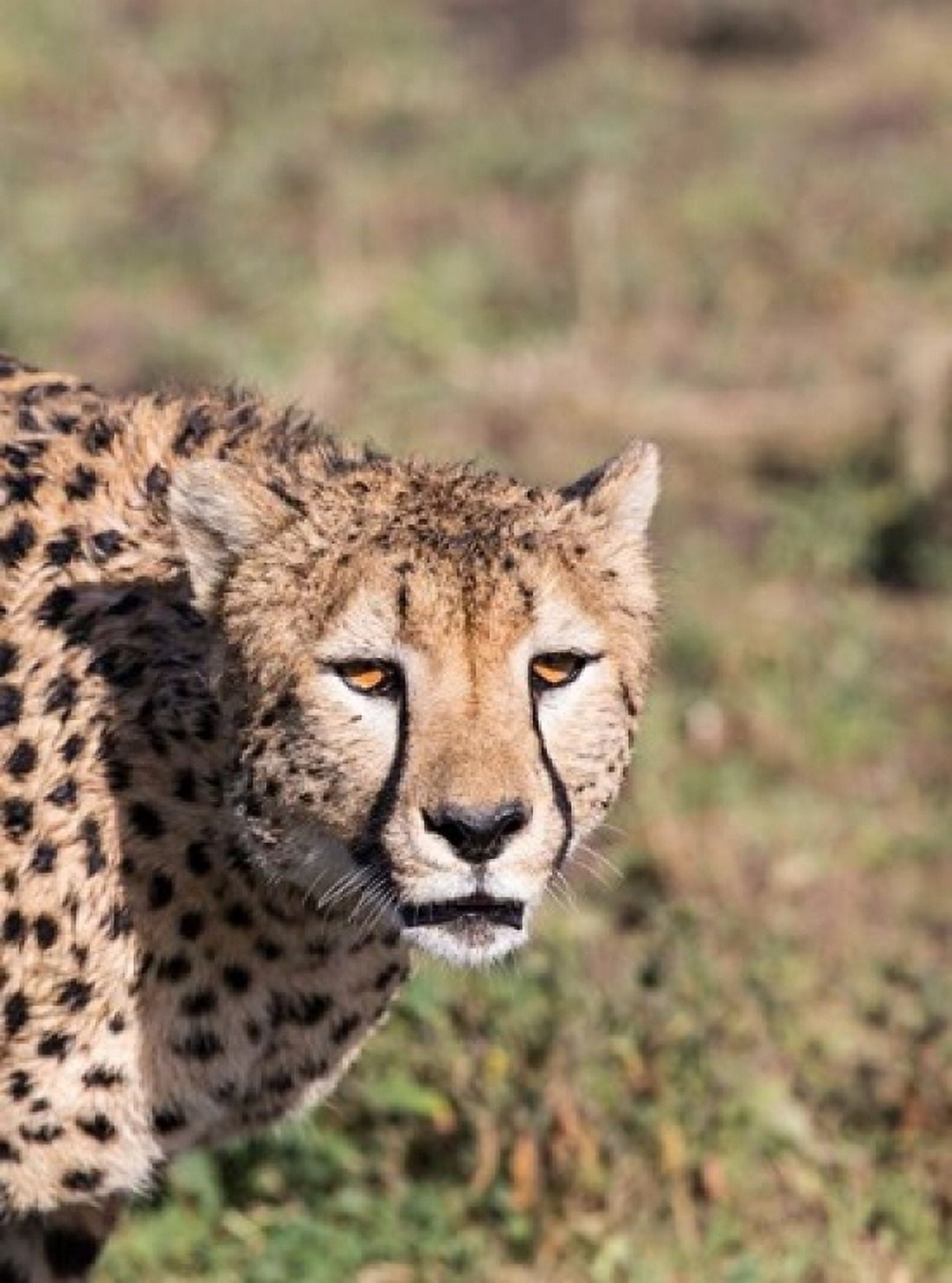 Africa Tanzania Serengeti Canvas Art - Charles Sleicher DanitaDelimont (18 x 24)