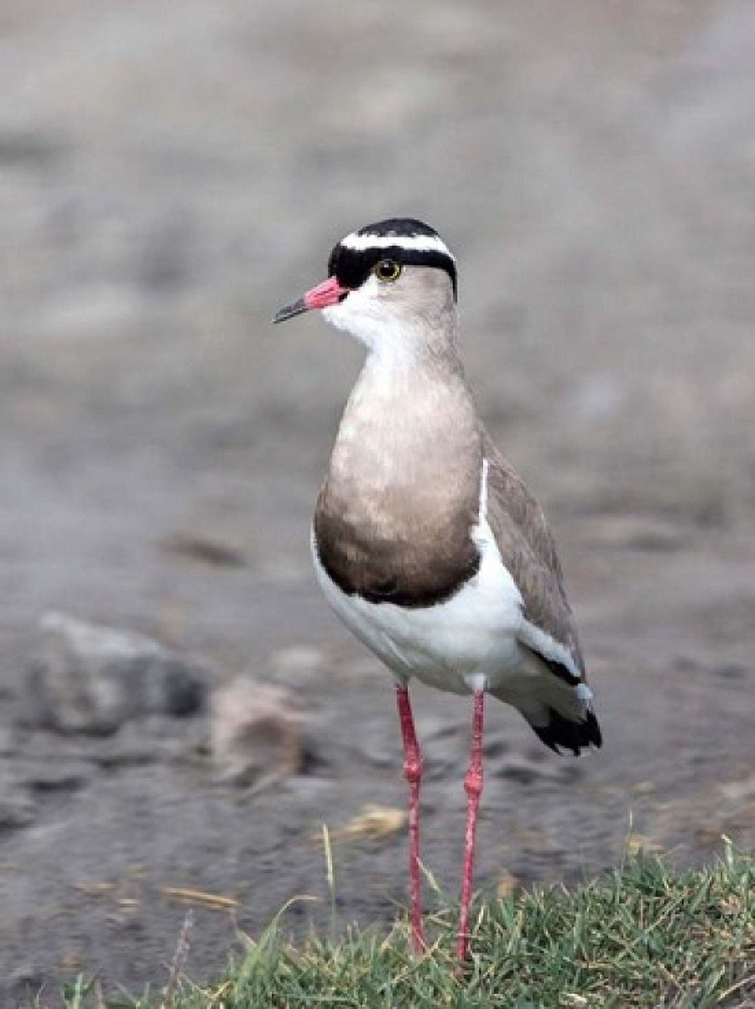 Africa Tanzania Serengeti Crowned Lapwing Canvas Art - Charles Sleicher DanitaDelimont (18 x 24)