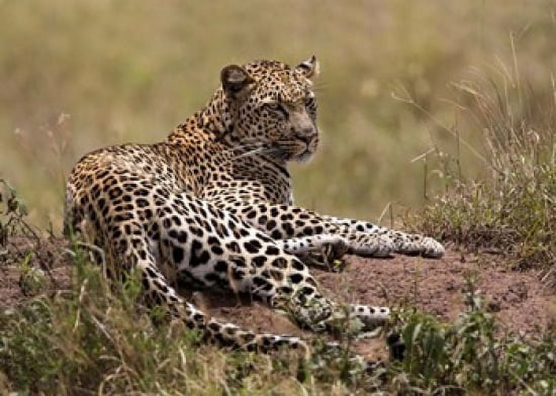 Africa Tanzania Serengeti Leopard Panthera pardus Canvas Art - Charles Sleicher DanitaDelimont (37 x 26)
