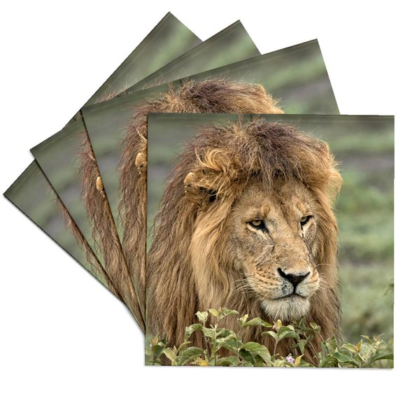 3drose, Africa, Tanzania, Serengeti. Lion Head, Panthera Leo, Set of 4 Ceramic Tile Coasters