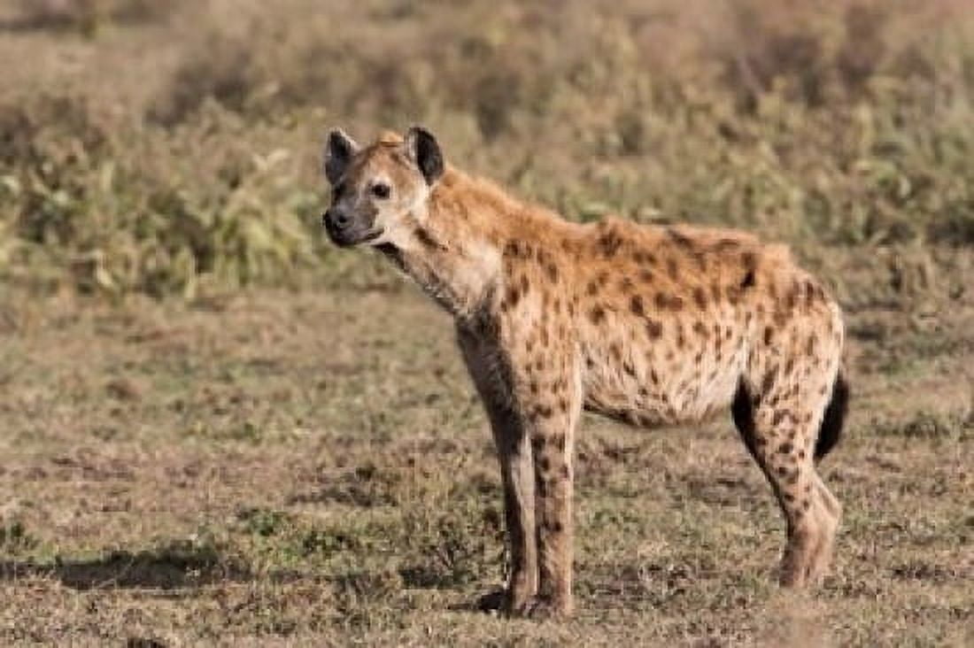 Africa Tanzania Serengeti Spotted hyena Crocuta crocuta Canvas Art - Charles Sleicher DanitaDelimont (39 x 26)