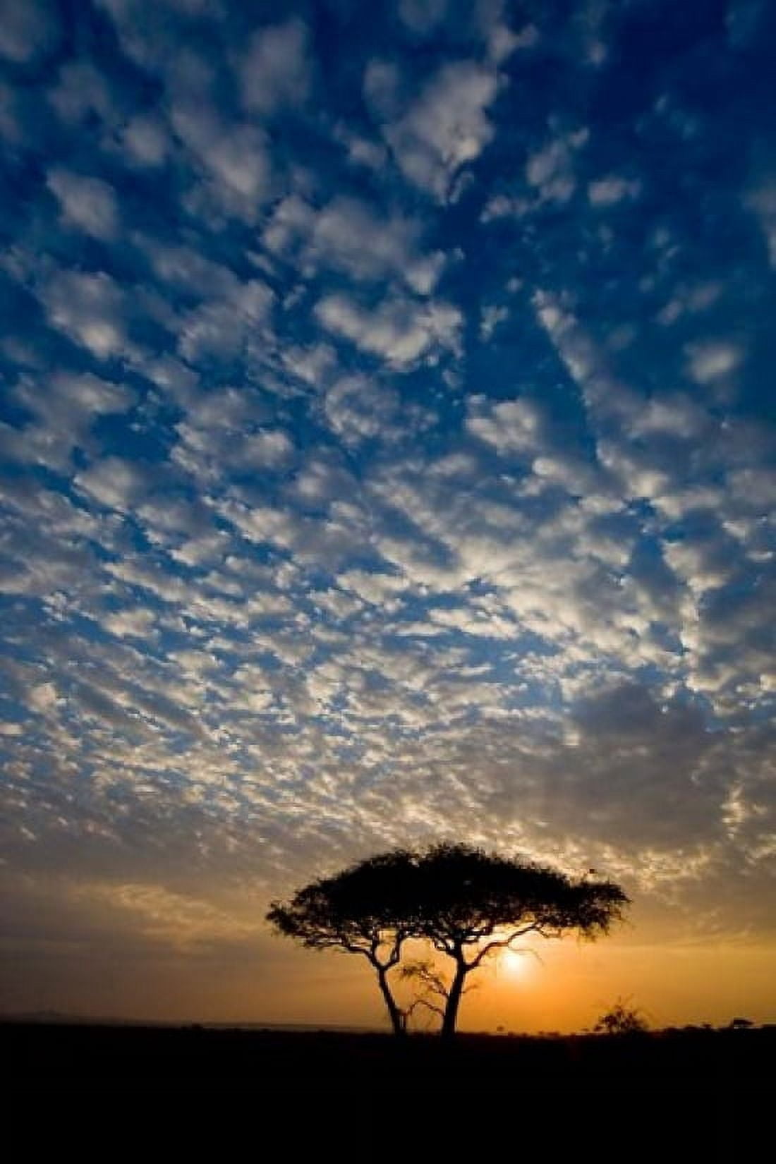 Africa Tanzania Sunrise in Serengeti NP Canvas Art - Ralph H Bendjebar DanitaDelimont (11 x 17)