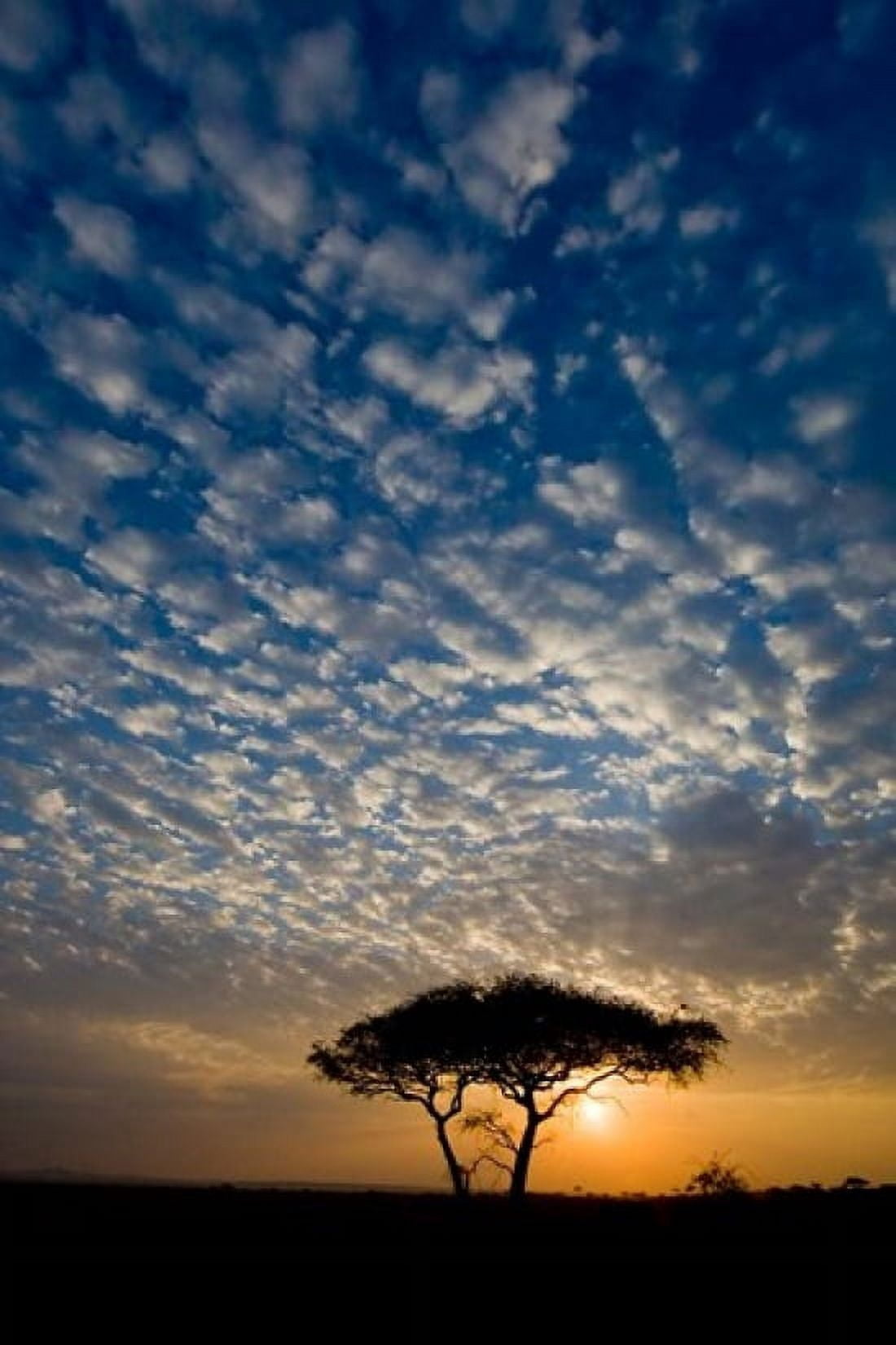 Africa Tanzania Sunrise in Serengeti NP Canvas Art - Ralph H Bendjebar DanitaDelimont (23 x 34)