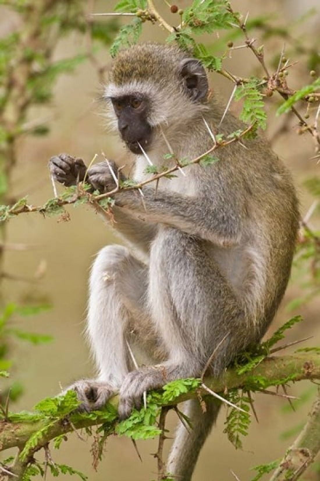 Africa Tanzania Vervet Monkey at Manyara NP Canvas Art - Ralph H Bendjebar DanitaDelimont (11 x 17)