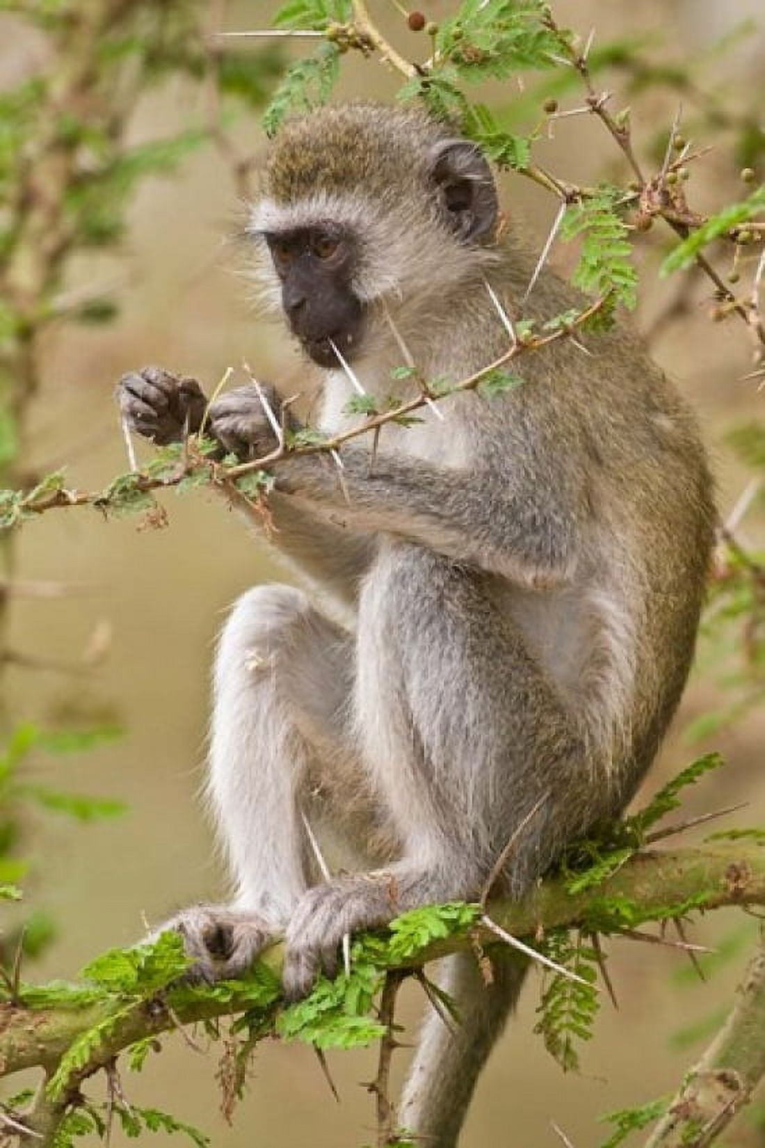 Africa Tanzania Vervet Monkey at Manyara NP Canvas Art - Ralph H Bendjebar DanitaDelimont (23 x 34)